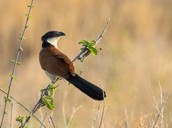 Tanzania 2017