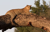 Botswana